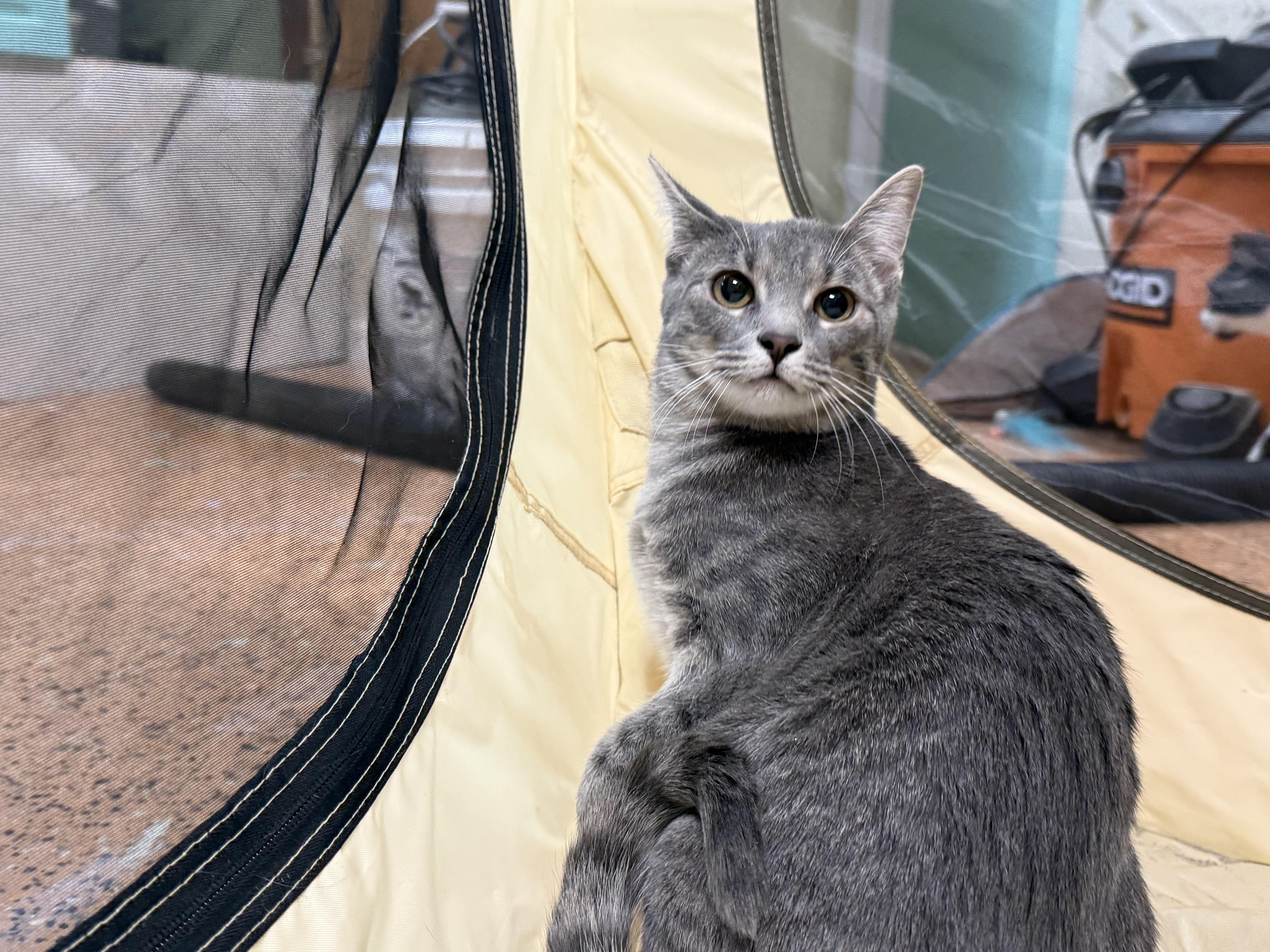 Enlarge Morgan, a ADOPTABLE Domestic Short Hair in Galloway, NJ image 2/4