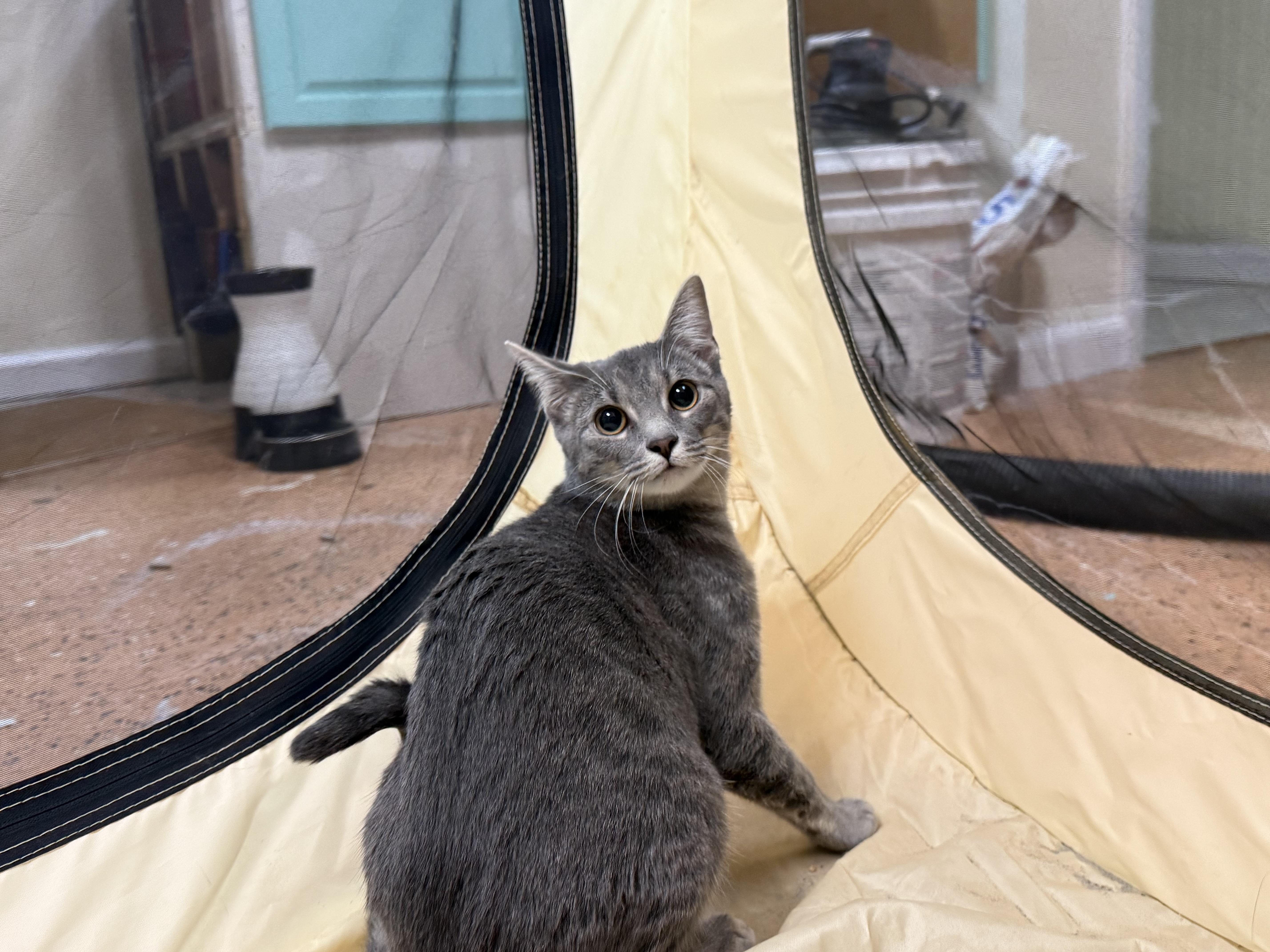 Enlarge Morgan, a ADOPTABLE Domestic Short Hair in Galloway, NJ image 4/4