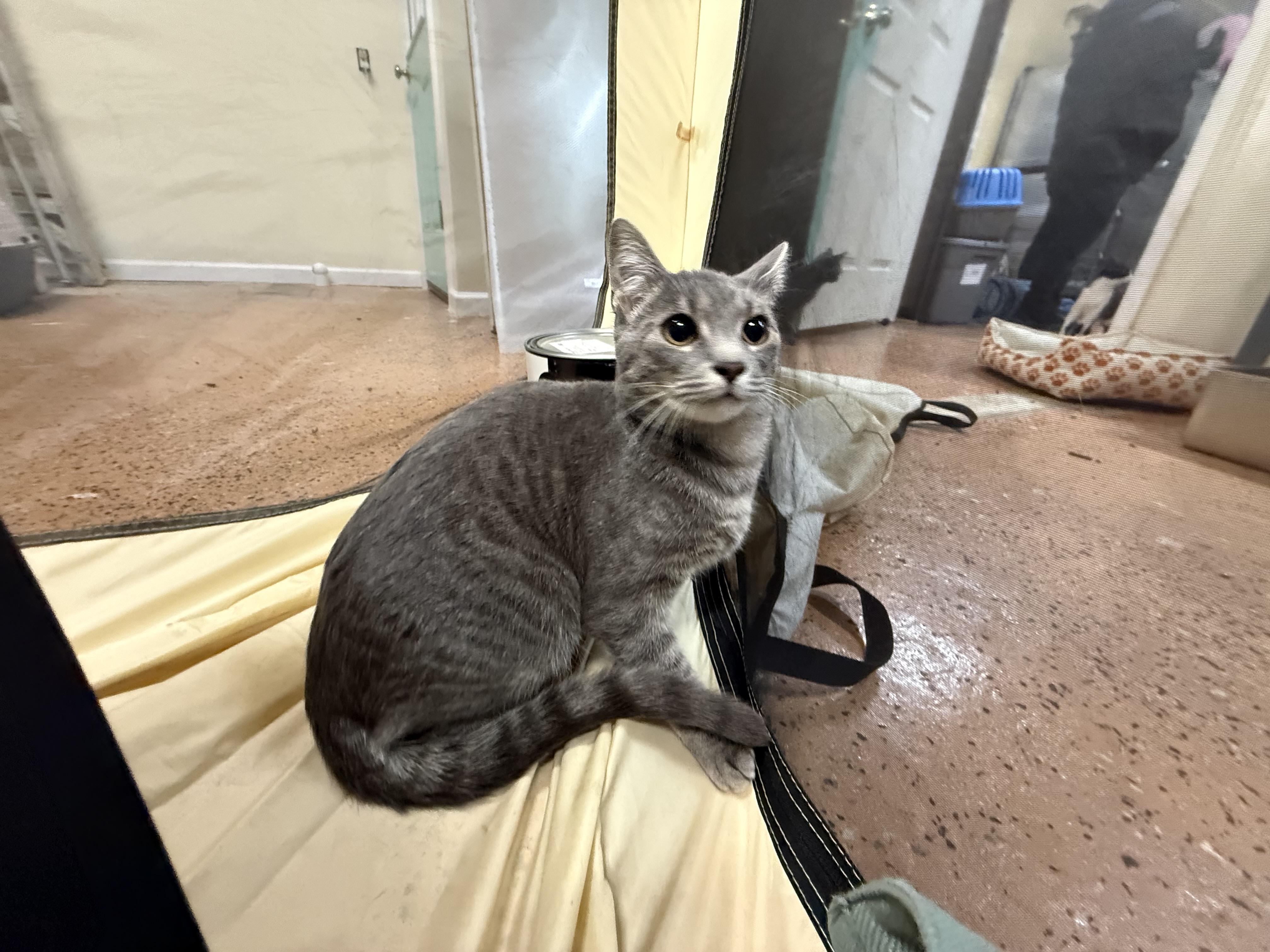 Morgan, ADOPTABLE, Young Female Domestic Short Hair.