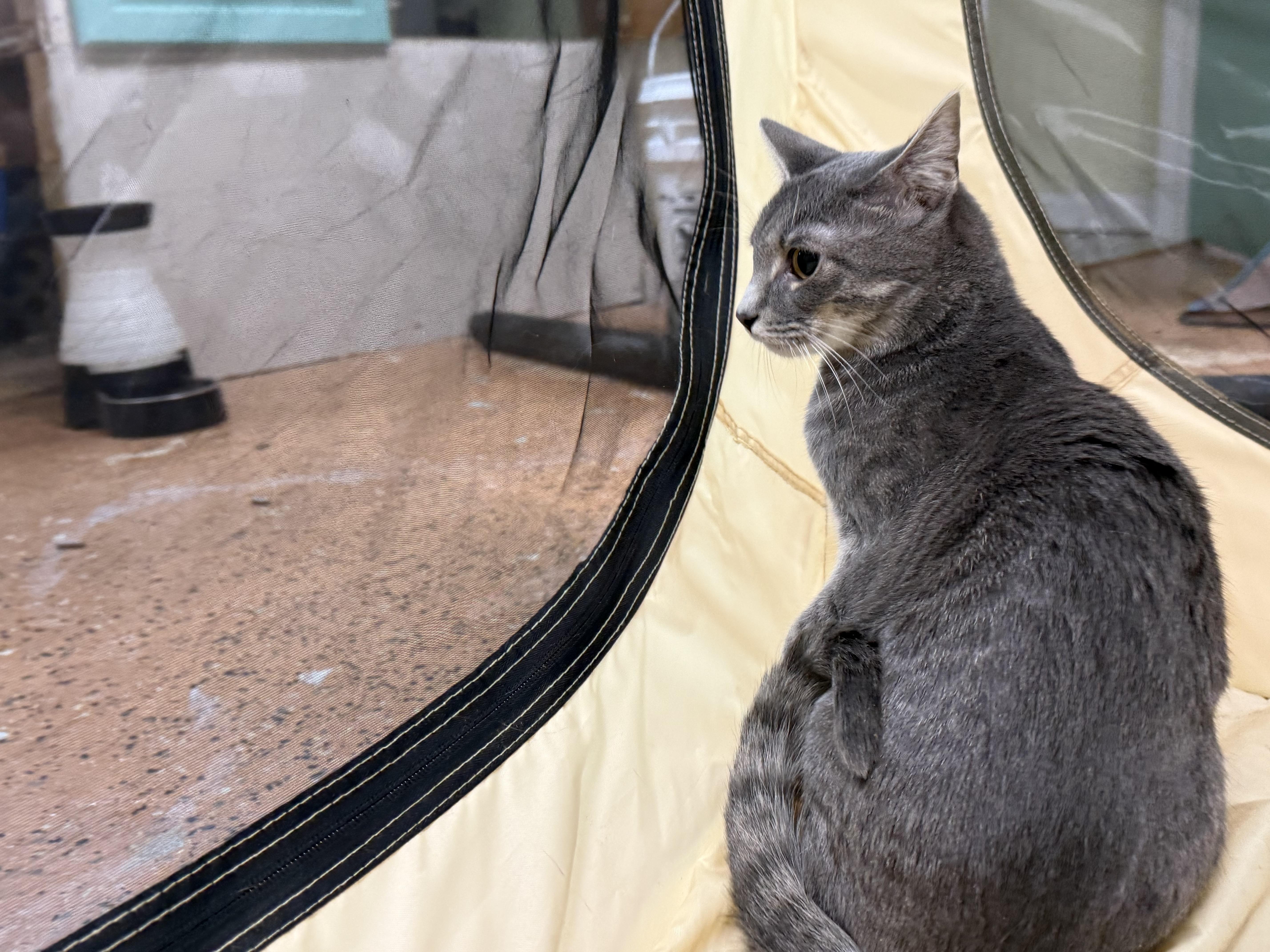 Enlarge Morgan, a ADOPTABLE Domestic Short Hair in Galloway, NJ image 3/4