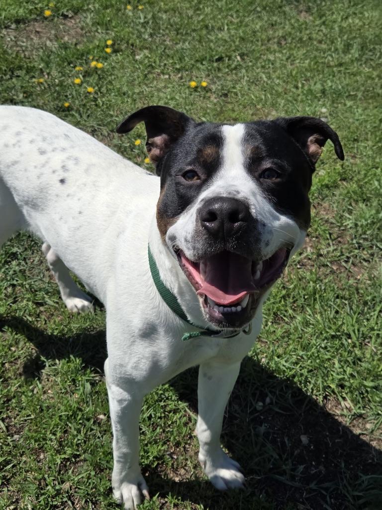 Brutus, Adoptable, Young Male Pit Bull Terrier.