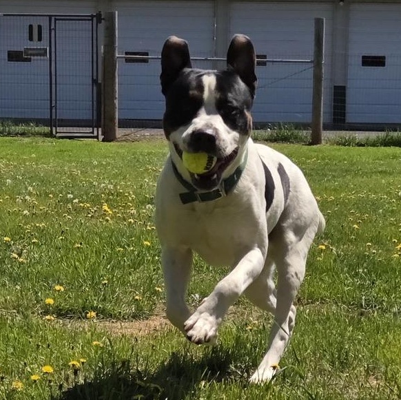 Brutus, a Adoptable mixed breed in Park Rapids, MN image 2/3