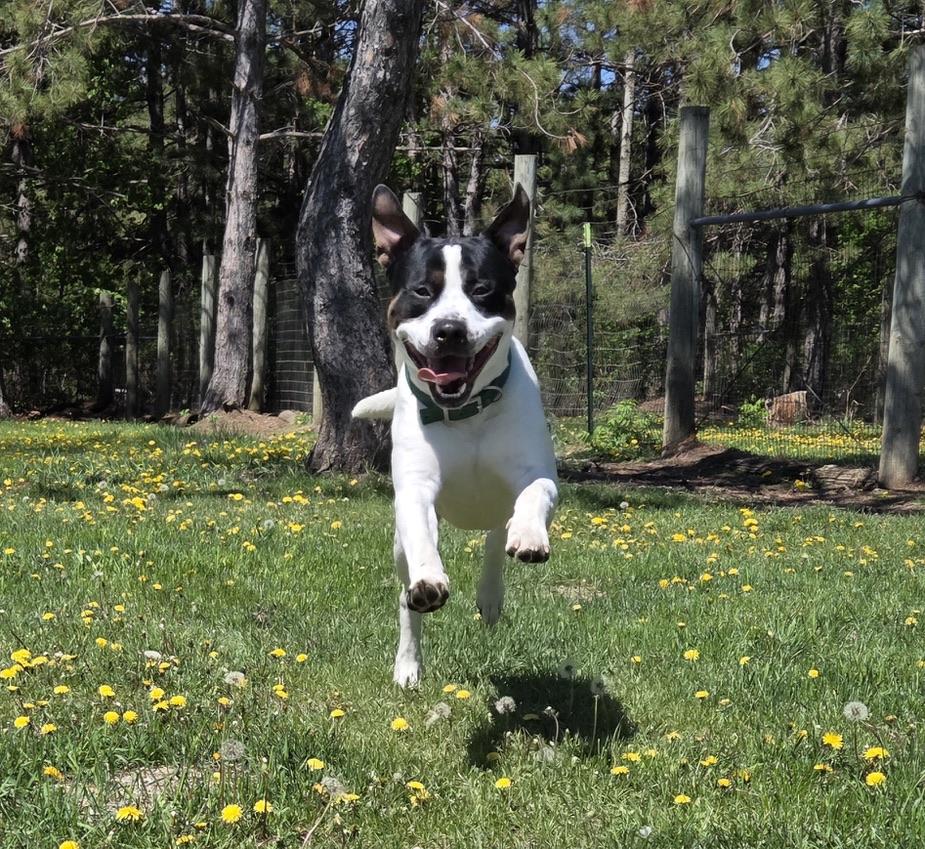 Brutus, a Adoptable mixed breed in Park Rapids, MN image 3/3