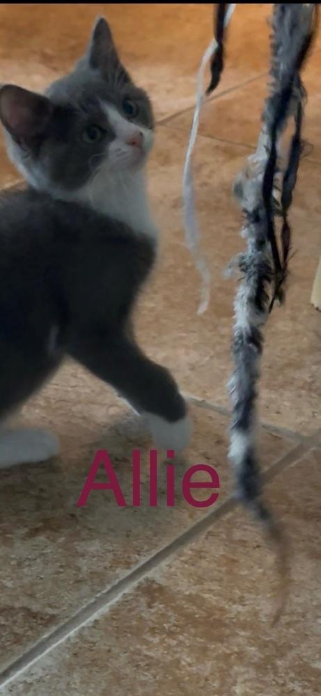 Allie, Adoptable, Kitten Female Domestic Short Hair.