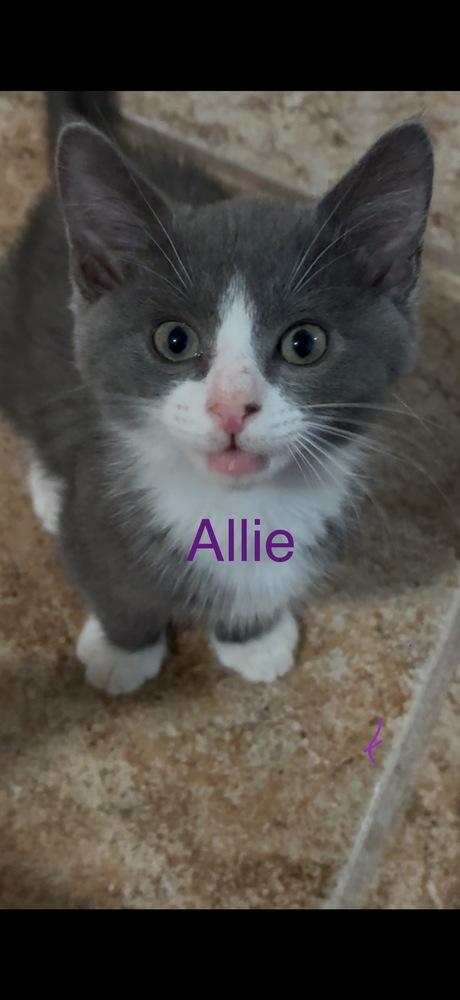 Enlarge Allie, a Adoptable Domestic Short Hair in Fern Park, FL image 2/2