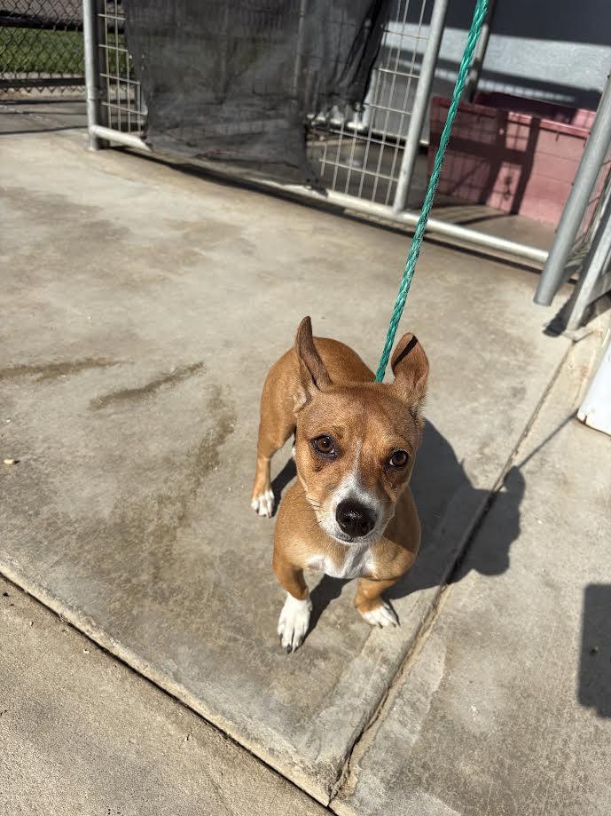 Ginger, ADOPTABLE, Young Female Chihuahua.