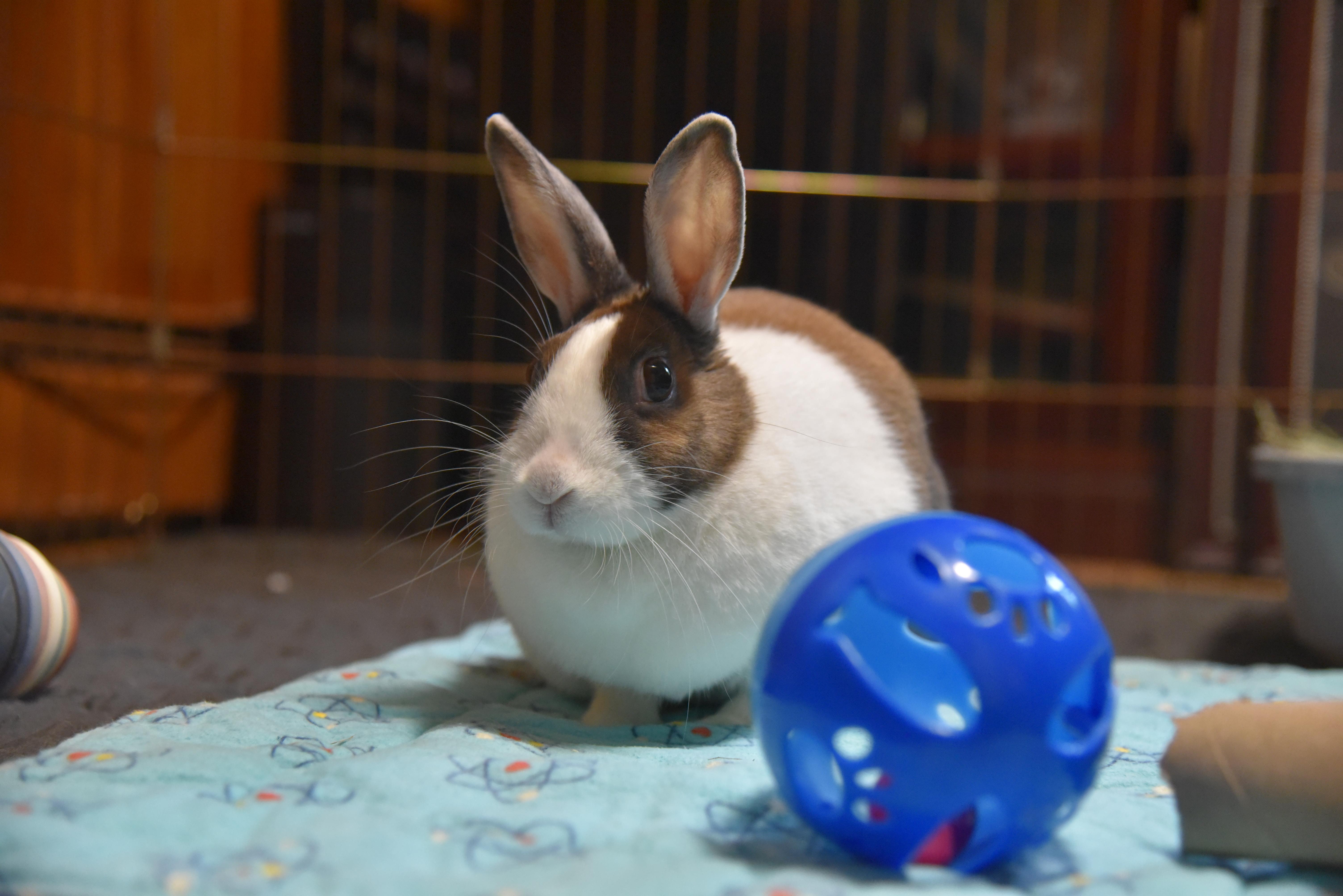 Poppy, an adopted Dutch in Andover, MA image 2/4