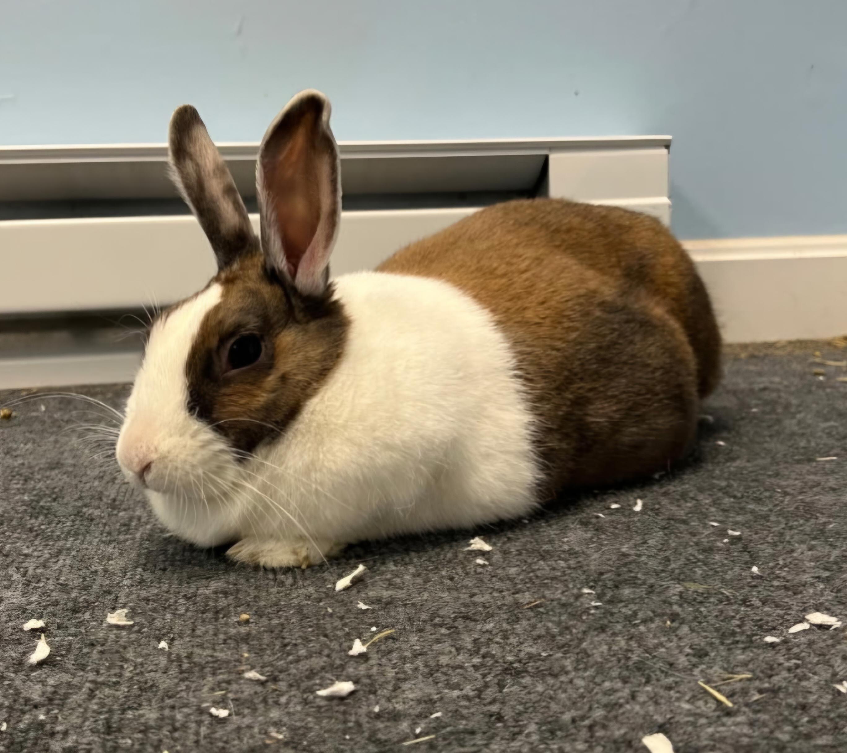 Poppy, an adopted Dutch in Andover, MA image 3/4