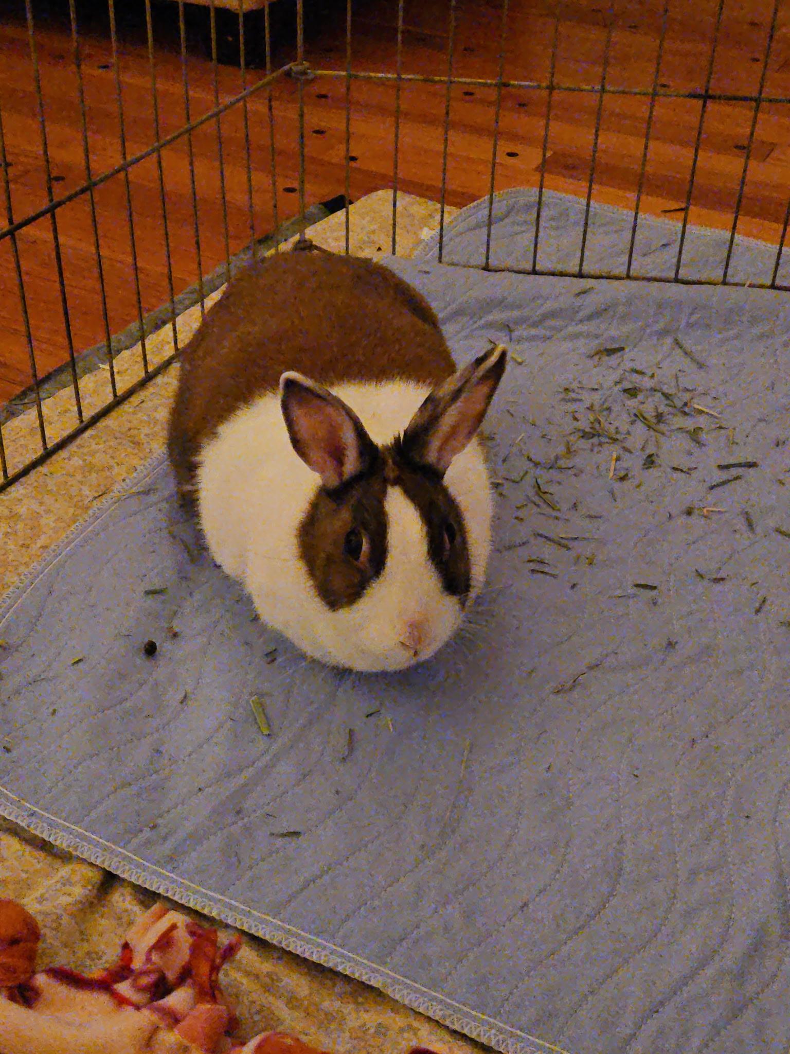 Poppy, an adopted Dutch in Andover, MA image 4/4