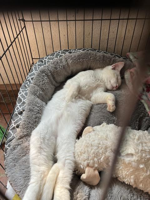 Halo the Special Needs Cat, adopted, Young Male Domestic Short Hair.