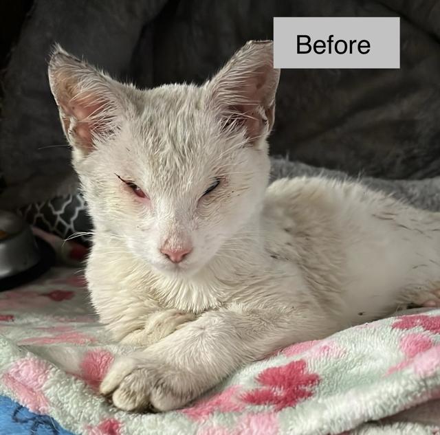 Enlarge Halo the Special Needs Cat, an adopted Domestic Short Hair in Princeton, NJ image 2/2