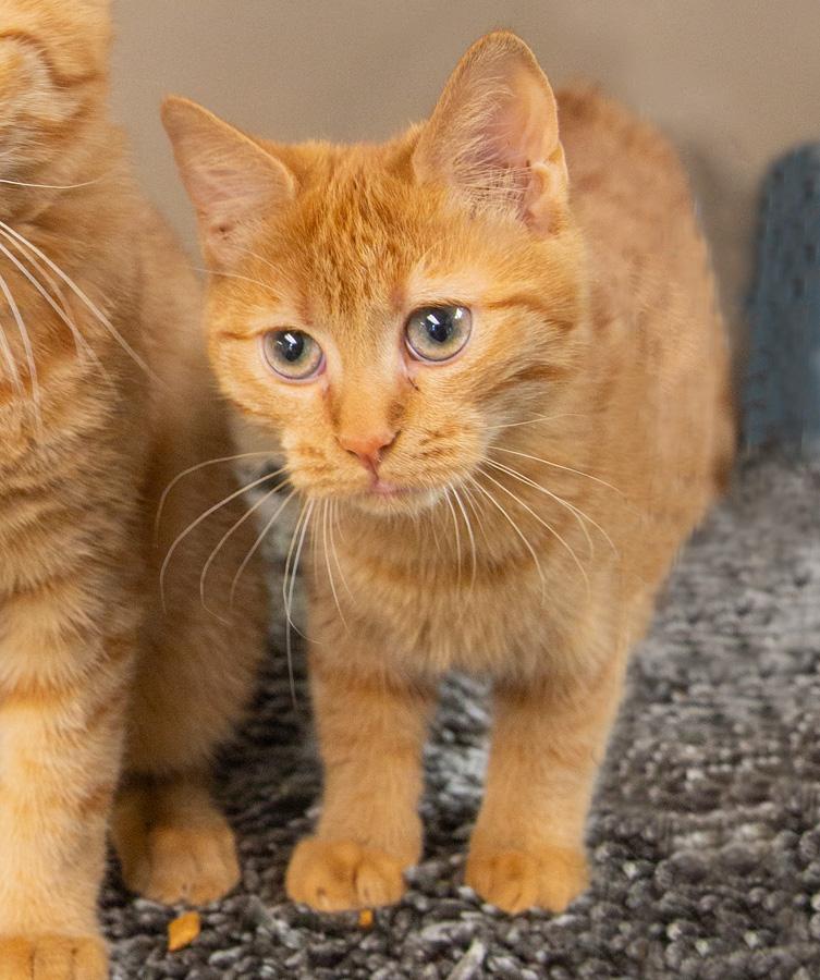Enlarge Brandy, an adopted Domestic Short Hair in Paramus, NJ image 1/2