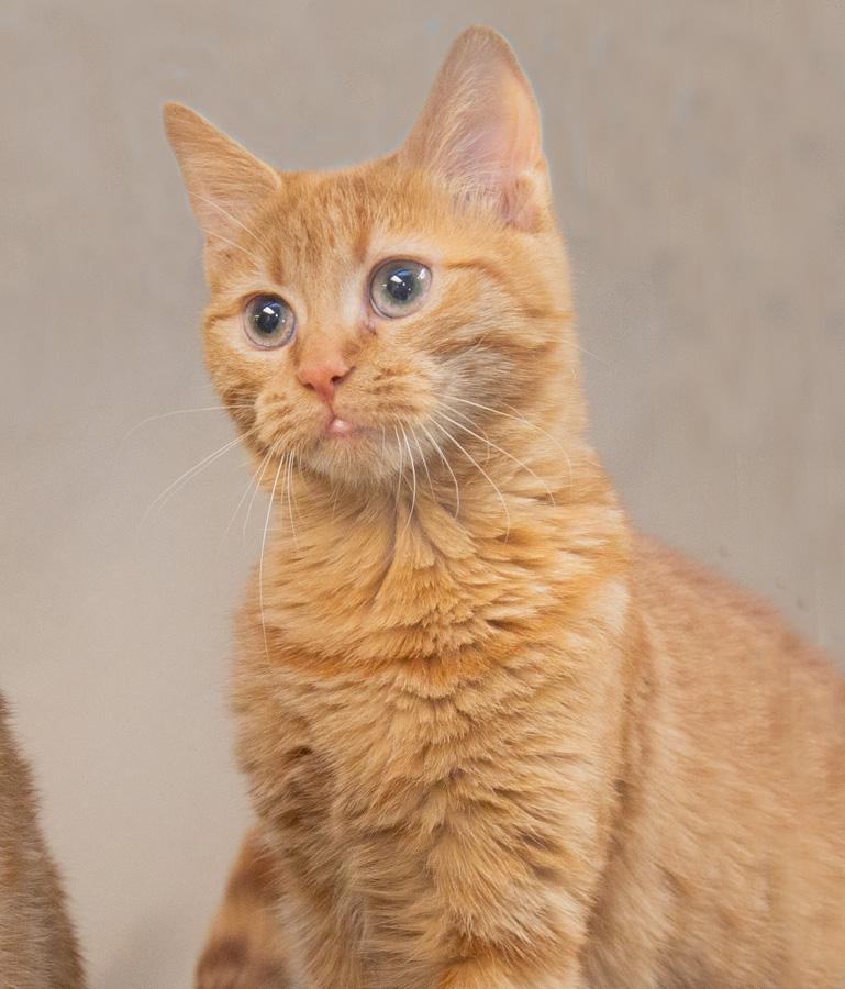 Enlarge Brandy, an adopted Domestic Short Hair in Paramus, NJ image 2/2