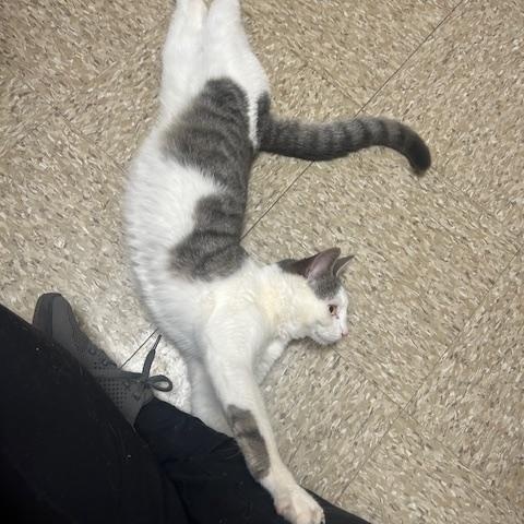 Enlarge Clumsy, a ADOPTABLE Domestic Short Hair in Woburn, MA image 5/6