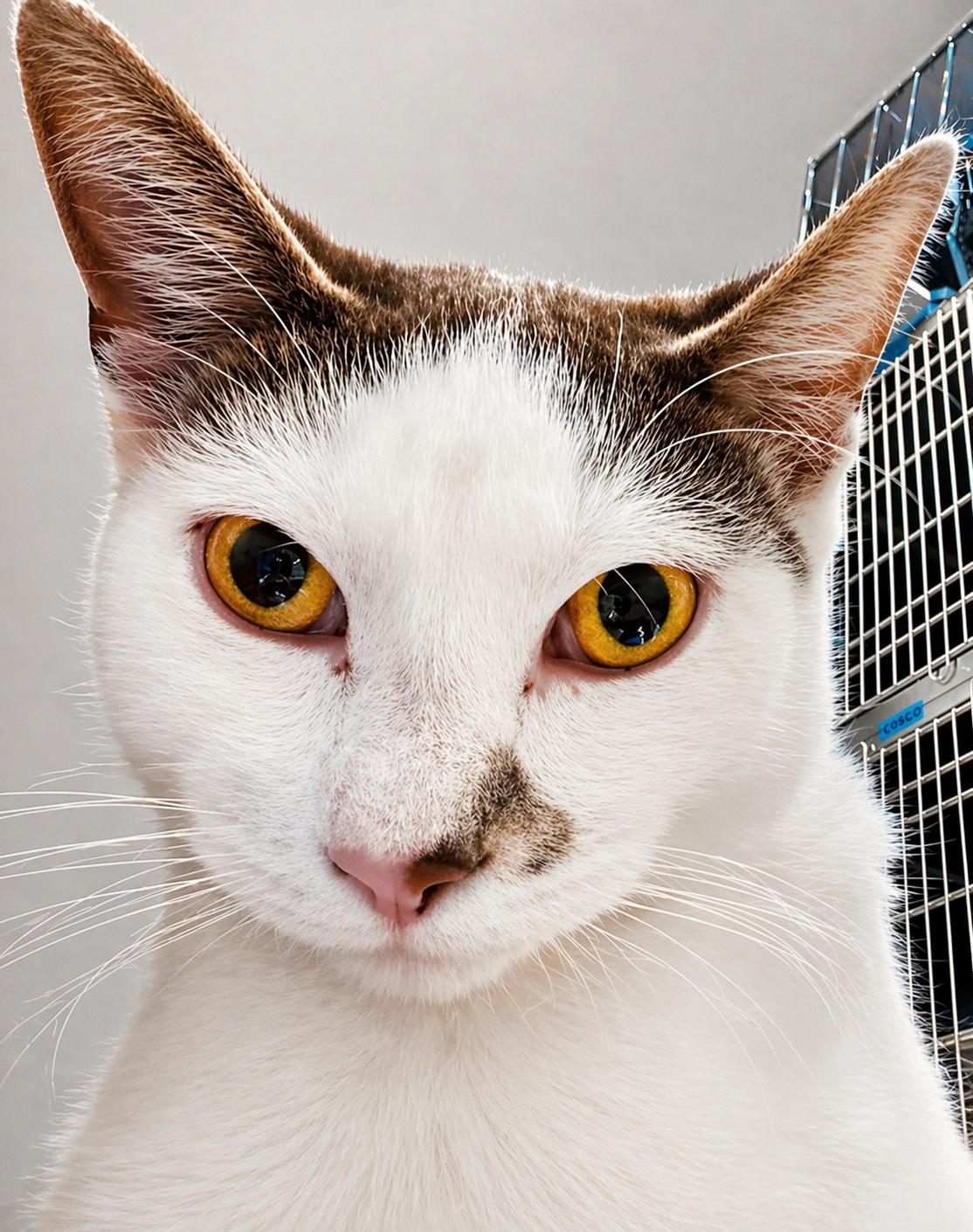 Enlarge Clumsy, a ADOPTABLE Domestic Short Hair in Woburn, MA image 4/6