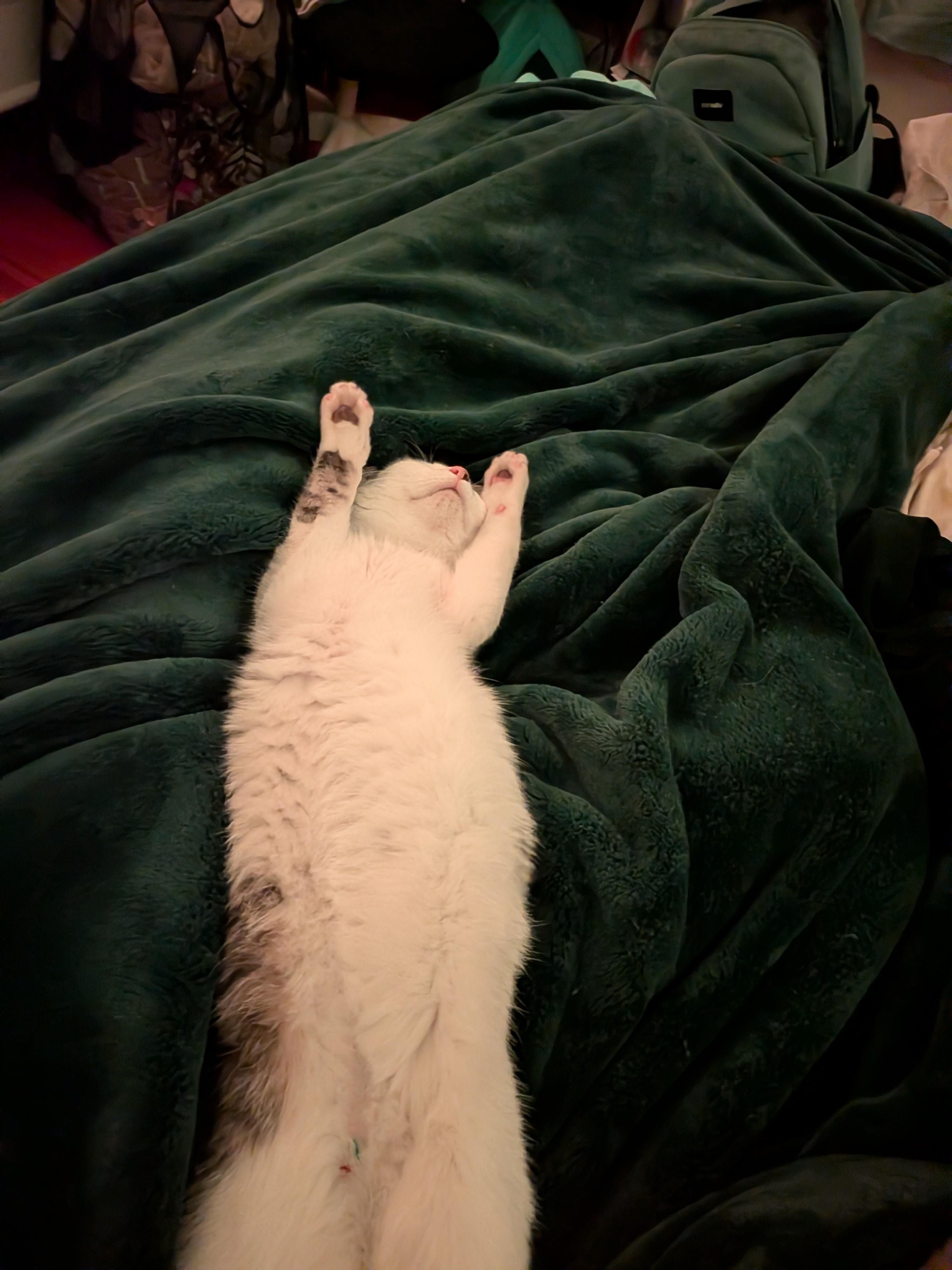 Enlarge Clumsy, a ADOPTABLE Domestic Short Hair in Woburn, MA image 3/6
