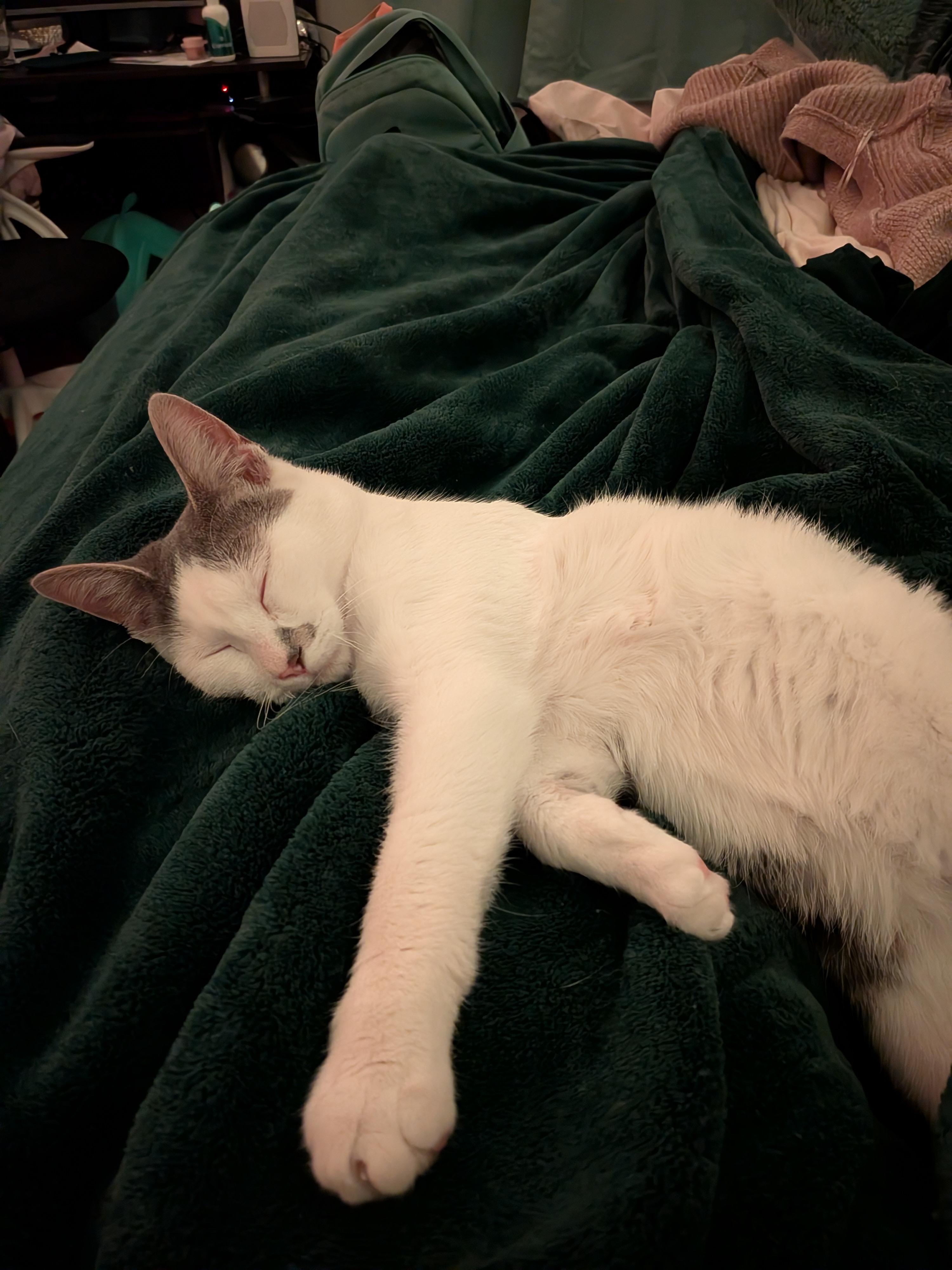 Enlarge Clumsy, a ADOPTABLE Domestic Short Hair in Woburn, MA image 2/6