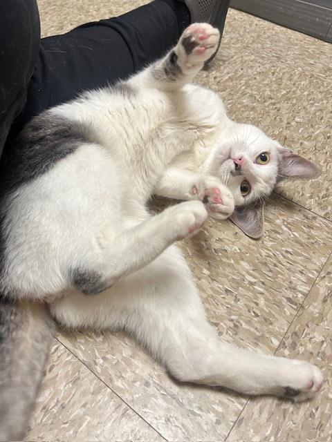 Enlarge Clumsy, a ADOPTABLE Domestic Short Hair in Woburn, MA image 6/6
