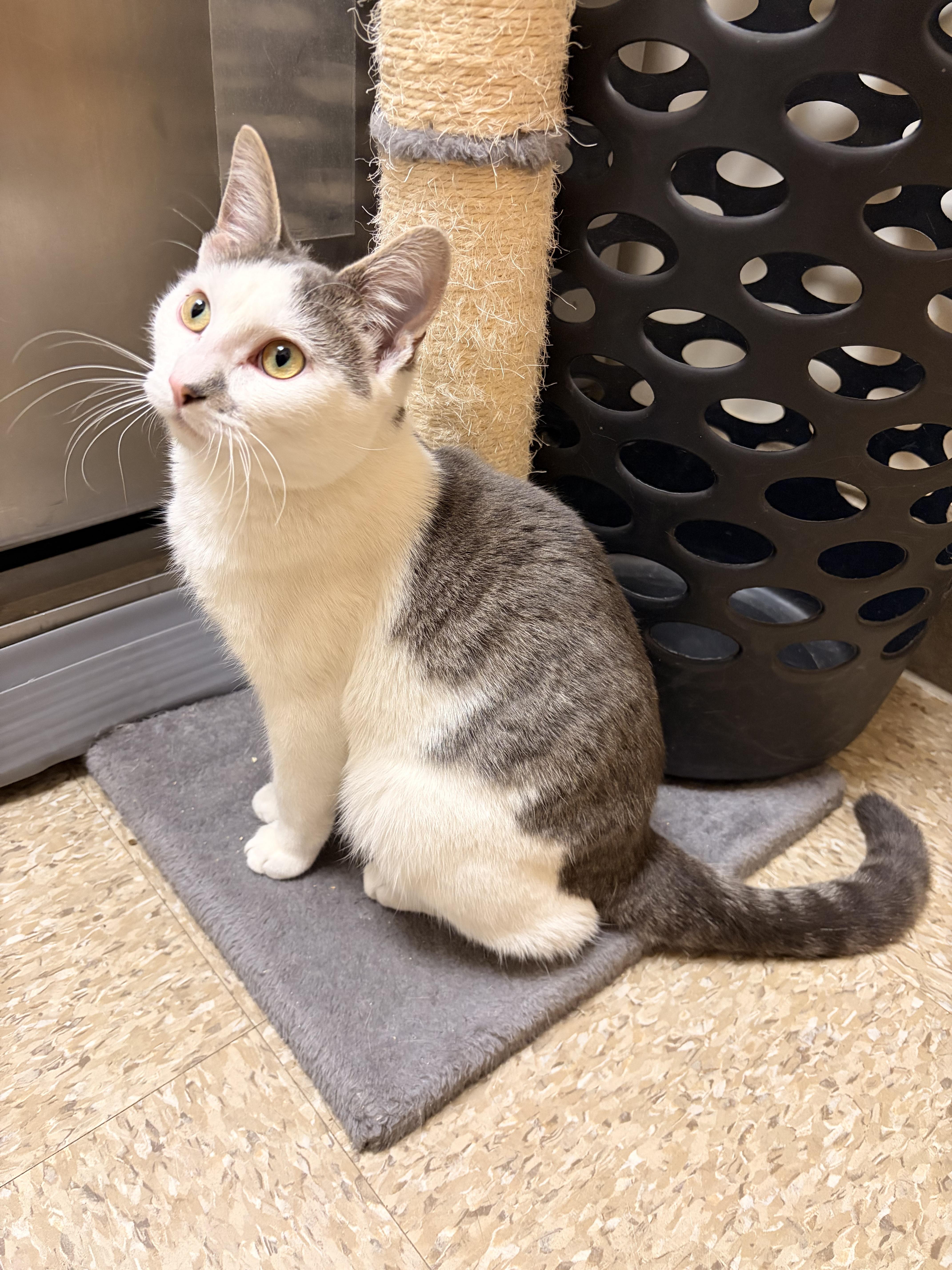 Enlarge Clumsy, a ADOPTABLE Domestic Short Hair in Woburn, MA image 1/6