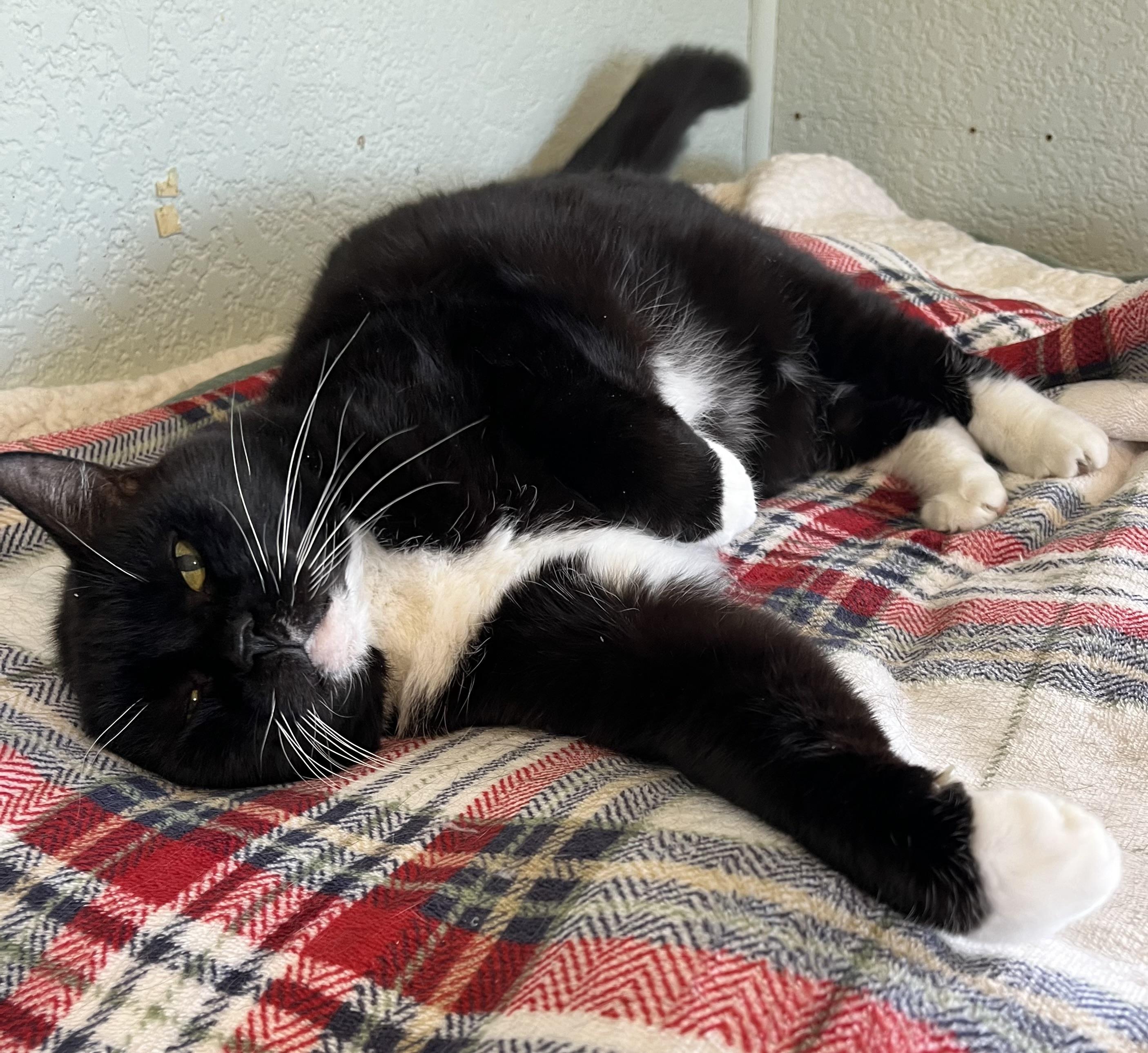 Boots, a Adoptable Domestic Short Hair in Moline, IL image 4/6