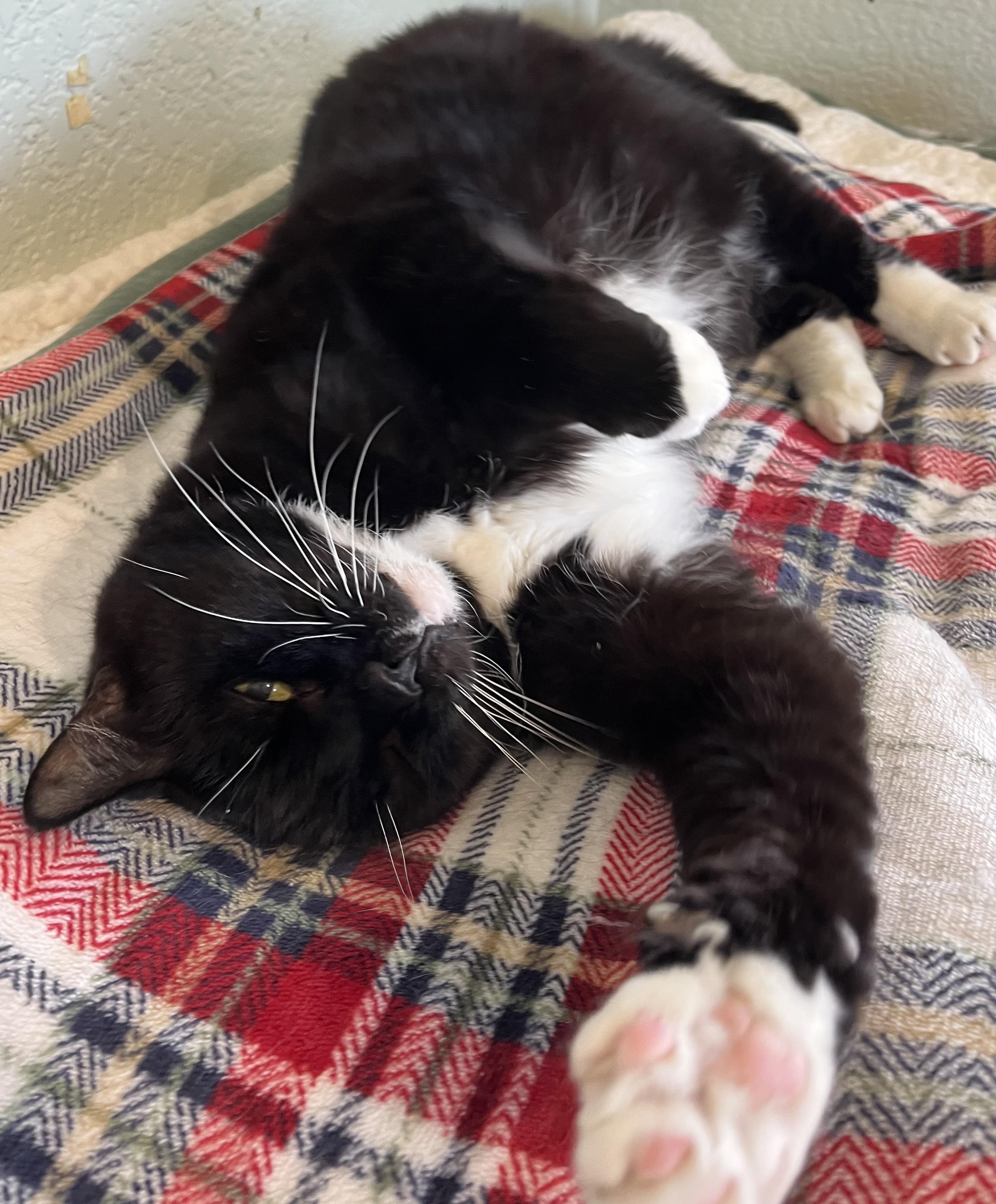 Boots, a Adoptable Domestic Short Hair in Moline, IL image 1/6