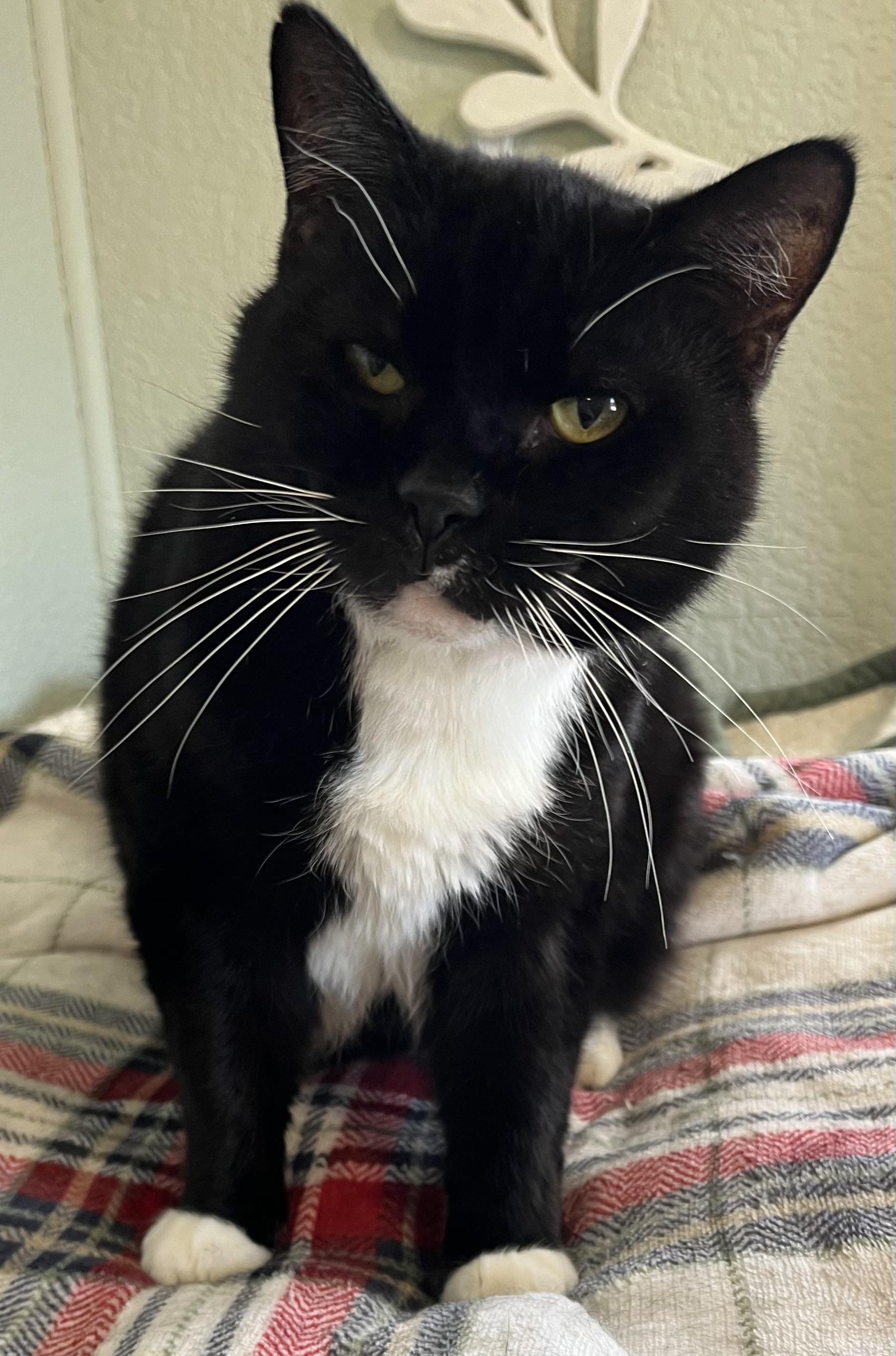 Boots, a Adoptable Domestic Short Hair in Moline, IL image 3/6