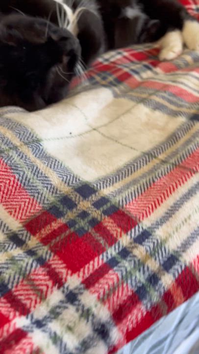 Enlarge Boots, a Adoptable Domestic Short Hair in Moline, IL video 6/6