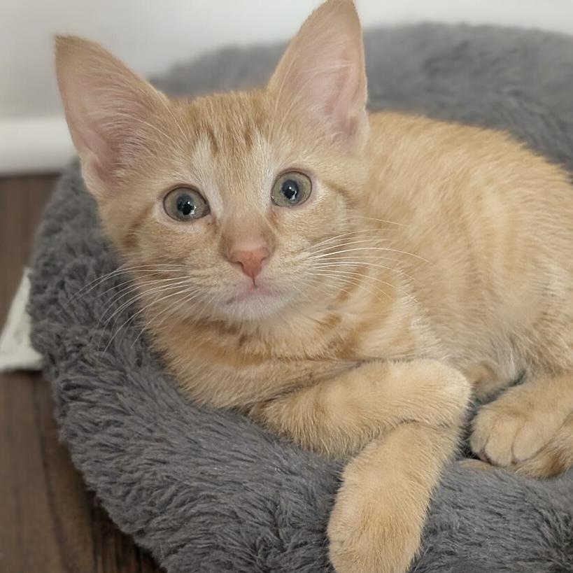 Enlarge Nacho, a Adoptable Domestic Short Hair in Chicago, IL image 1/6