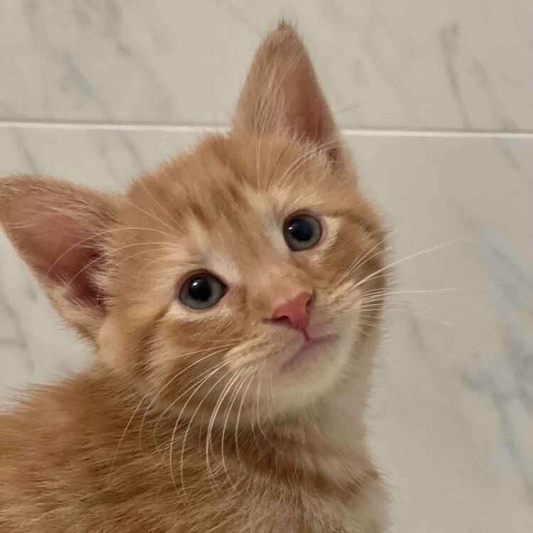 Enlarge Nacho, a Adoptable Domestic Short Hair in Chicago, IL image 2/6