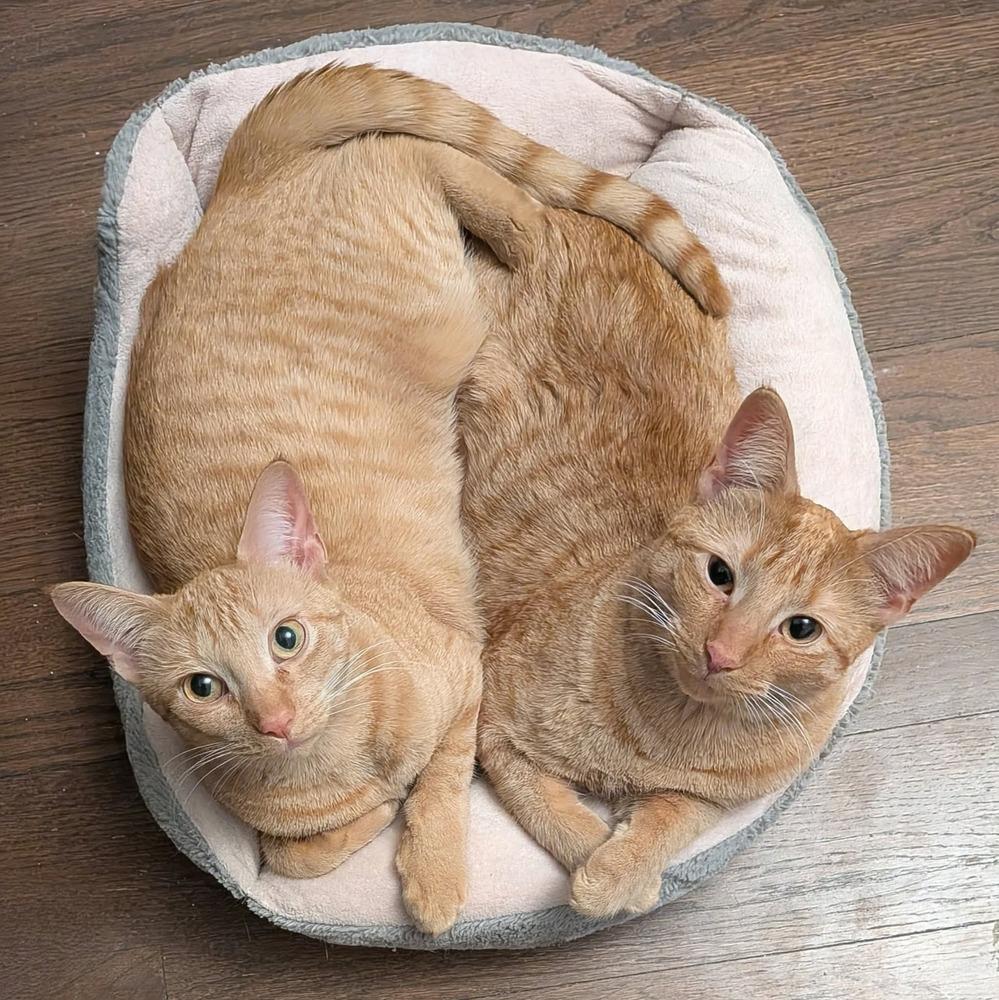 Enlarge Nacho, a Adoptable Domestic Short Hair in Chicago, IL image 3/6