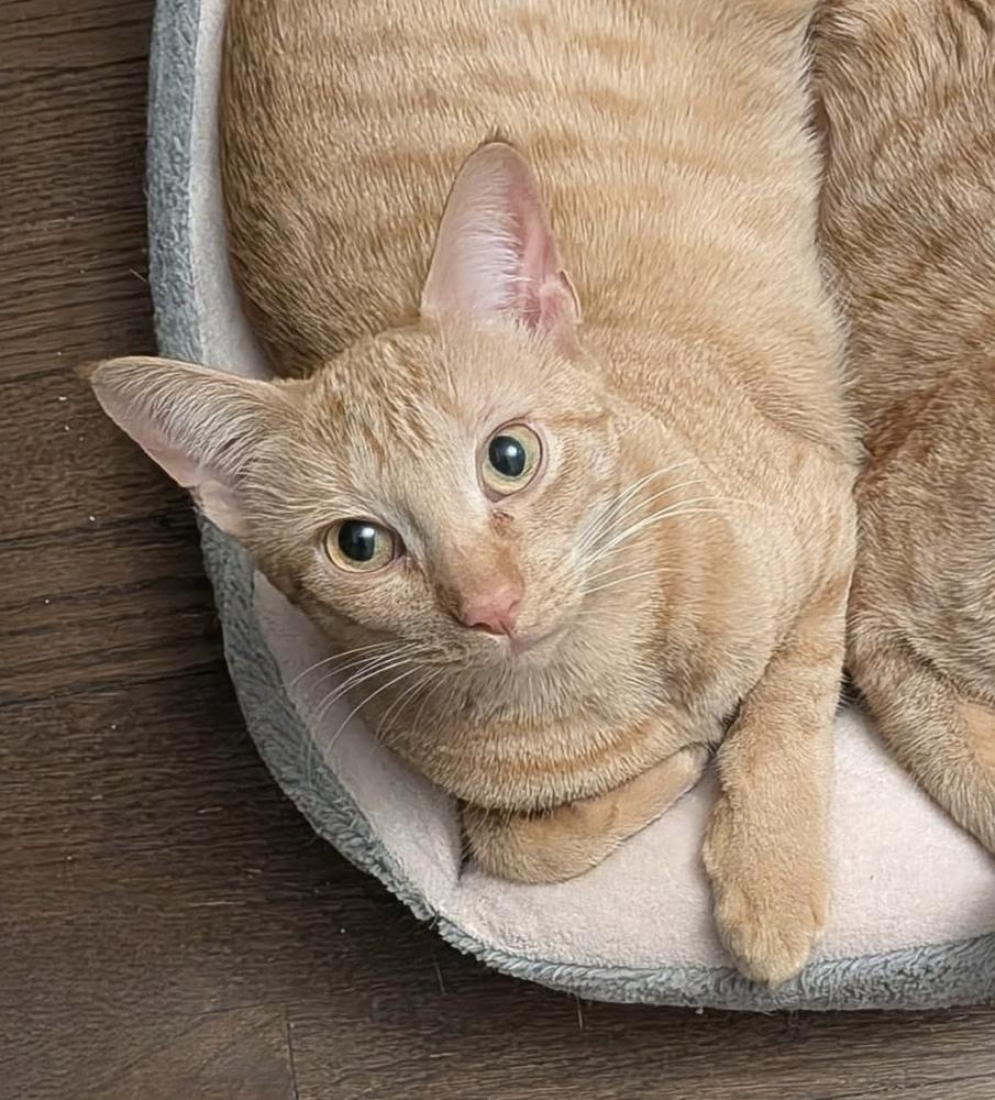 Enlarge Nacho, a Adoptable Domestic Short Hair in Chicago, IL image 4/6