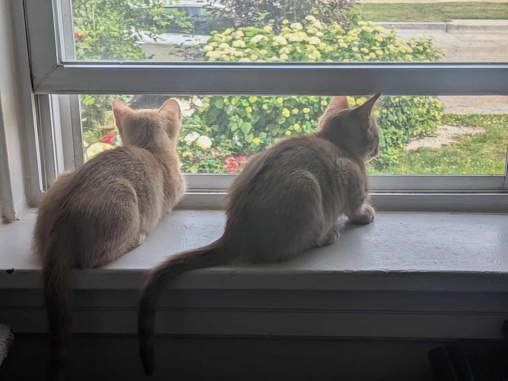 Enlarge Nacho, a Adoptable Domestic Short Hair in Chicago, IL image 6/6