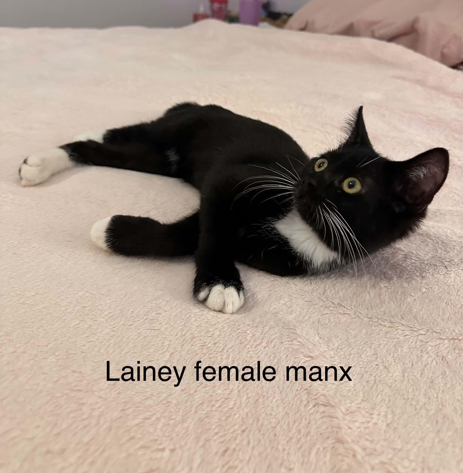 lainey, Adoptable, Kitten Female Domestic Short Hair.