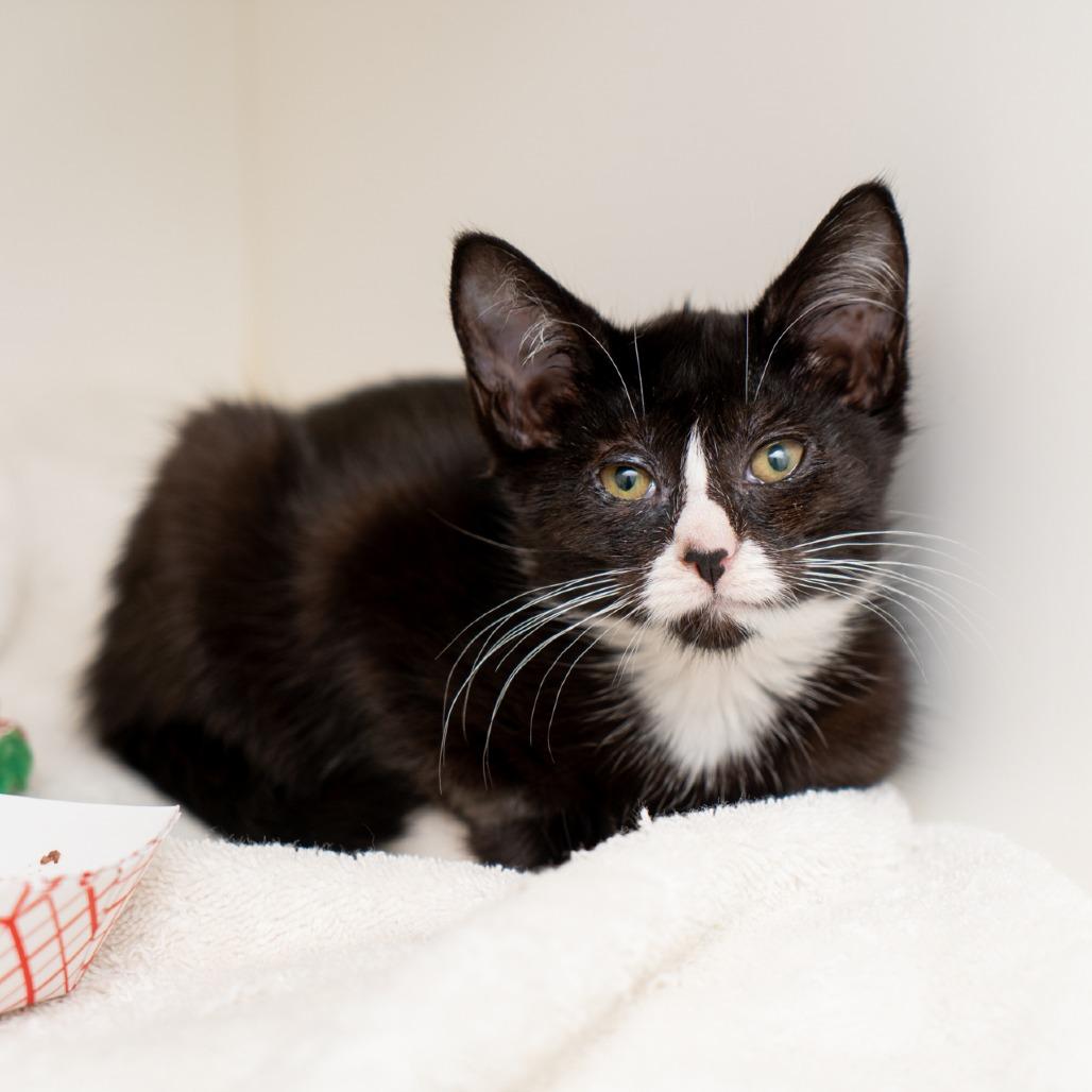 Dahlia, Adoptable, Kitten Female Domestic Short Hair.