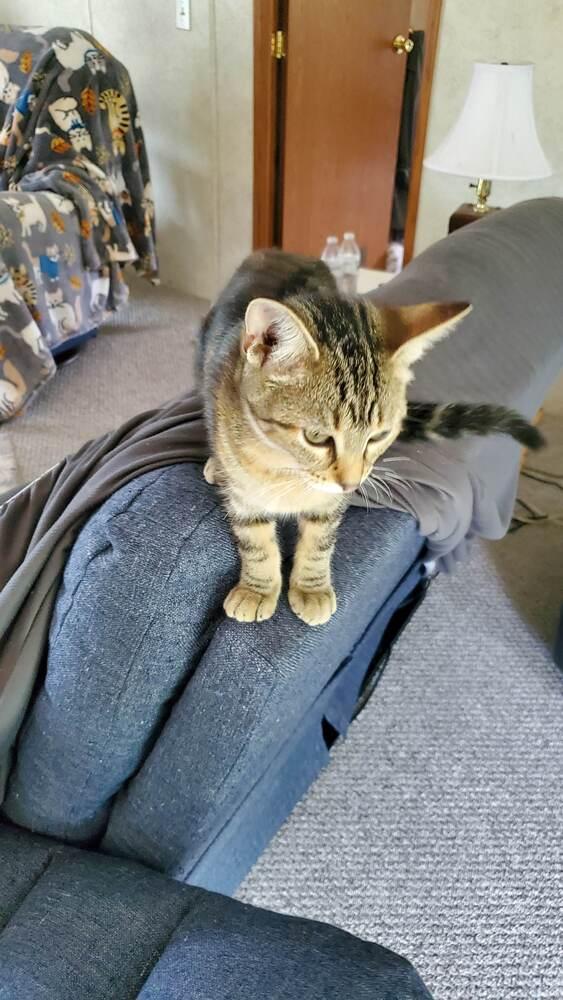 Sally, Adoptable, Kitten Female Domestic Short Hair.