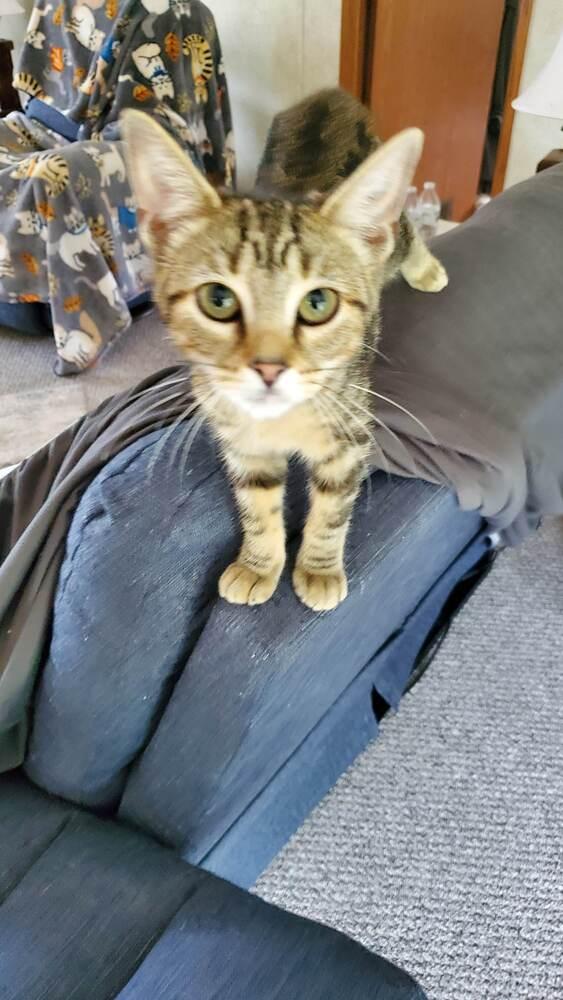 Sally, a Adoptable mixed breed in South Bend, IN image 2/6