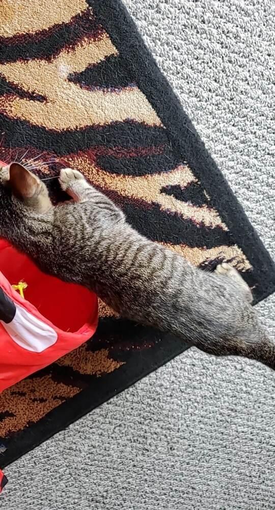 Sally, a Adoptable mixed breed in South Bend, IN image 3/6