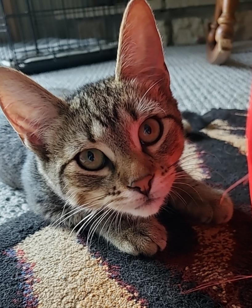 Sally, a Adoptable mixed breed in South Bend, IN image 4/6