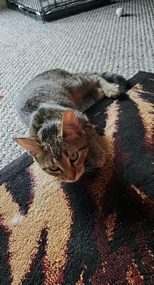 Sally, a Adoptable mixed breed in South Bend, IN image 5/6