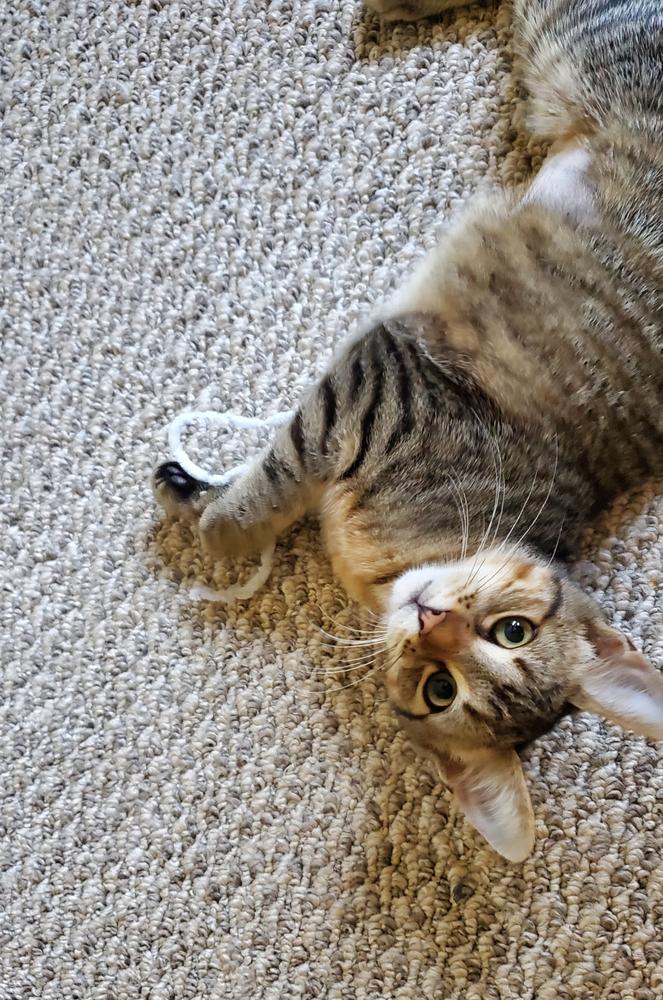 Sally, a Adoptable mixed breed in South Bend, IN image 6/6