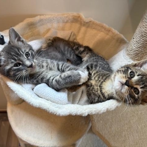 Enlarge Starsky, an adopted Domestic Short Hair in Los Angeles, CA image 4/6