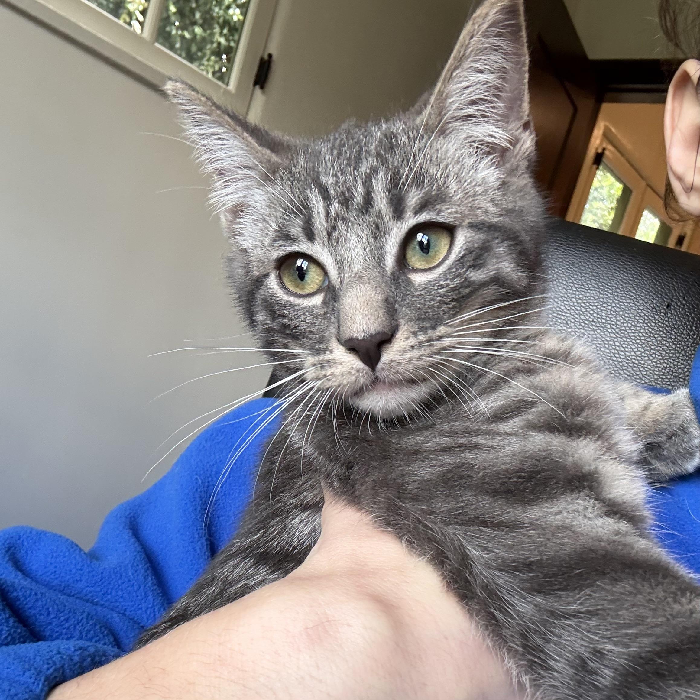 Starsky, adopted, Kitten Male Domestic Short Hair.