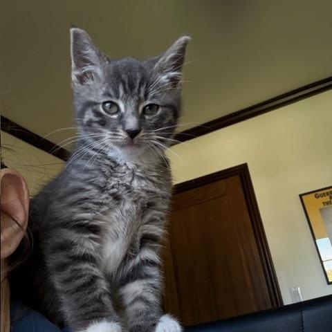 Enlarge Starsky, an adopted Domestic Short Hair in Los Angeles, CA image 5/6