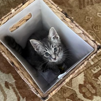 Enlarge Starsky, an adopted Domestic Short Hair in Los Angeles, CA image 2/6