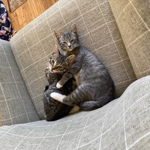 Enlarge Starsky, an adopted Domestic Short Hair in Los Angeles, CA image 3/6