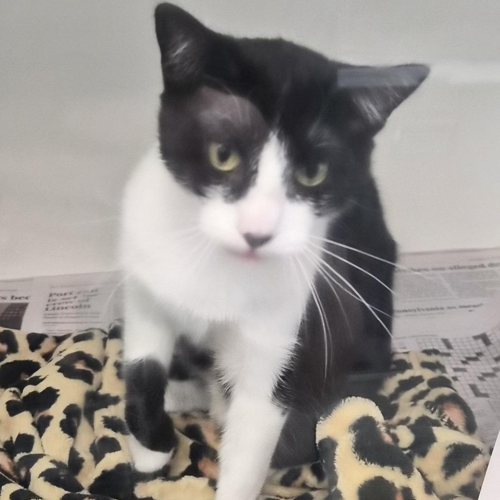 Fable (17), Adoptable, Young Female Domestic Short Hair.