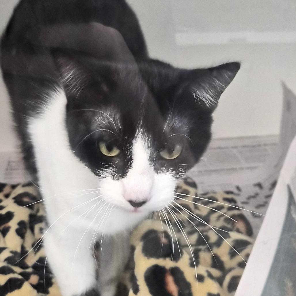 Enlarge Fable (17), a Adoptable Domestic Short Hair in Marshall, TX image 2/5