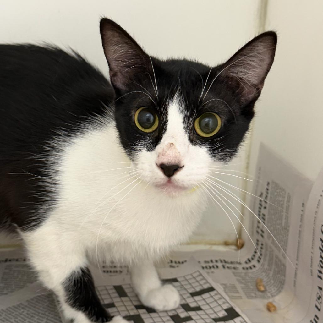 Enlarge Fable (17), a Adoptable Domestic Short Hair in Marshall, TX image 3/5