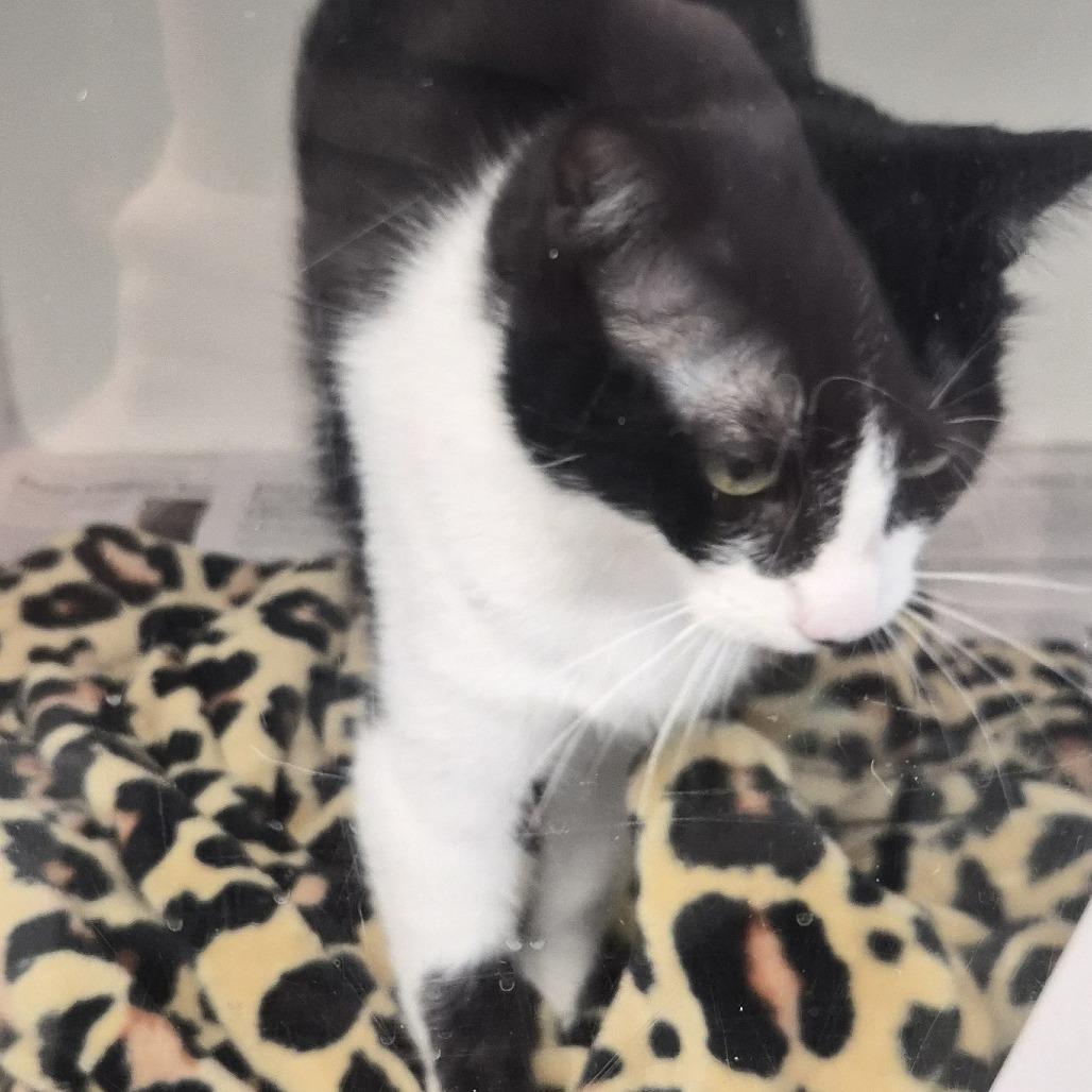 Enlarge Fable (17), a Adoptable Domestic Short Hair in Marshall, TX image 4/5