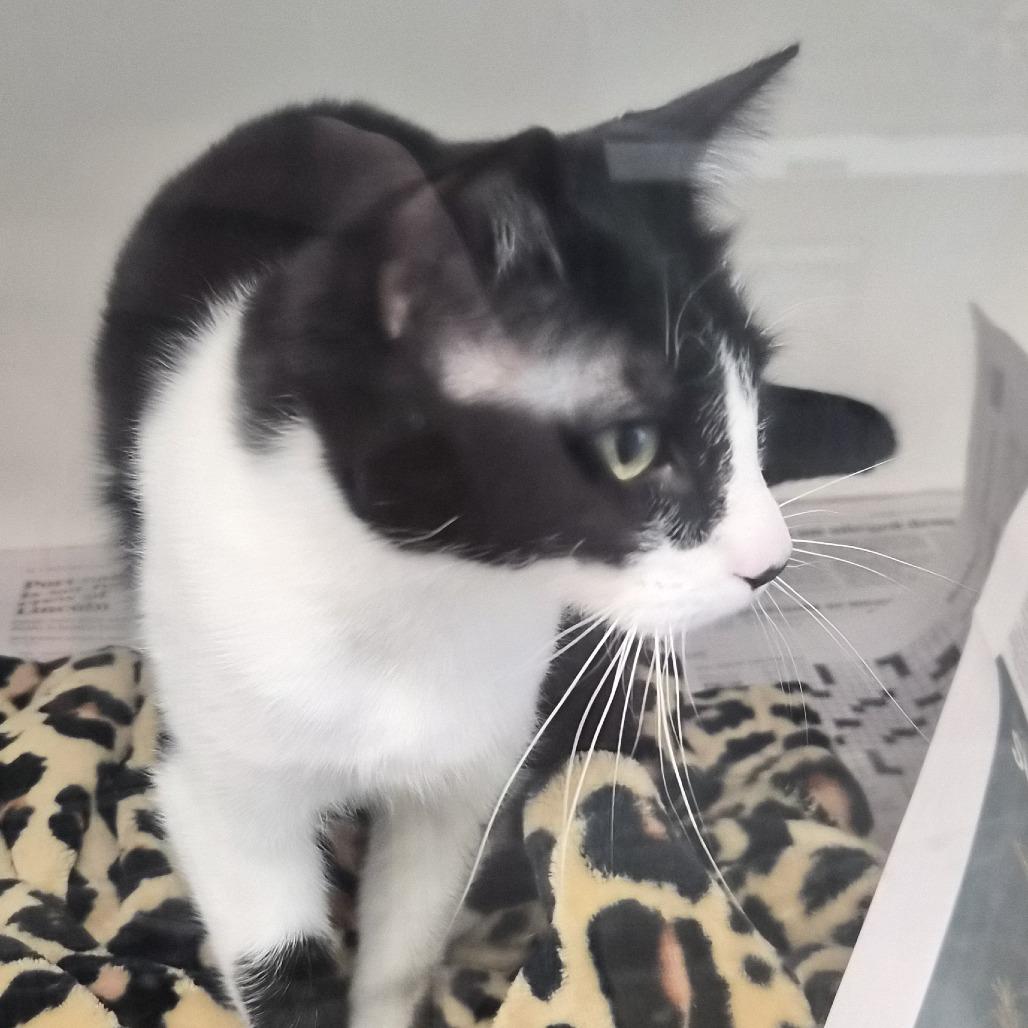 Enlarge Fable (17), a Adoptable Domestic Short Hair in Marshall, TX image 5/5